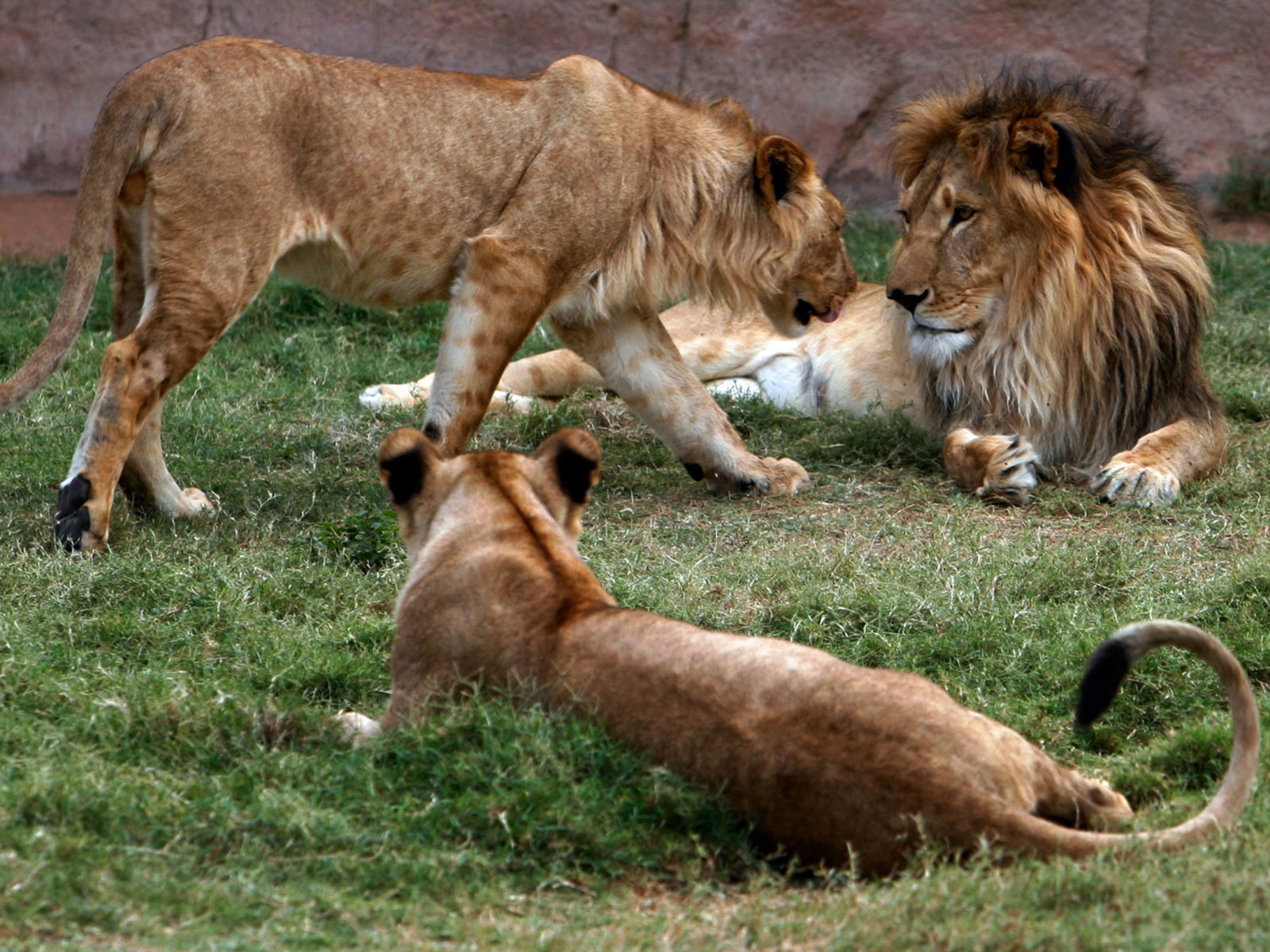 Lions sit in their enclosure in Al Ain zoo in United Arab Emirates (File Photo/Reuters)