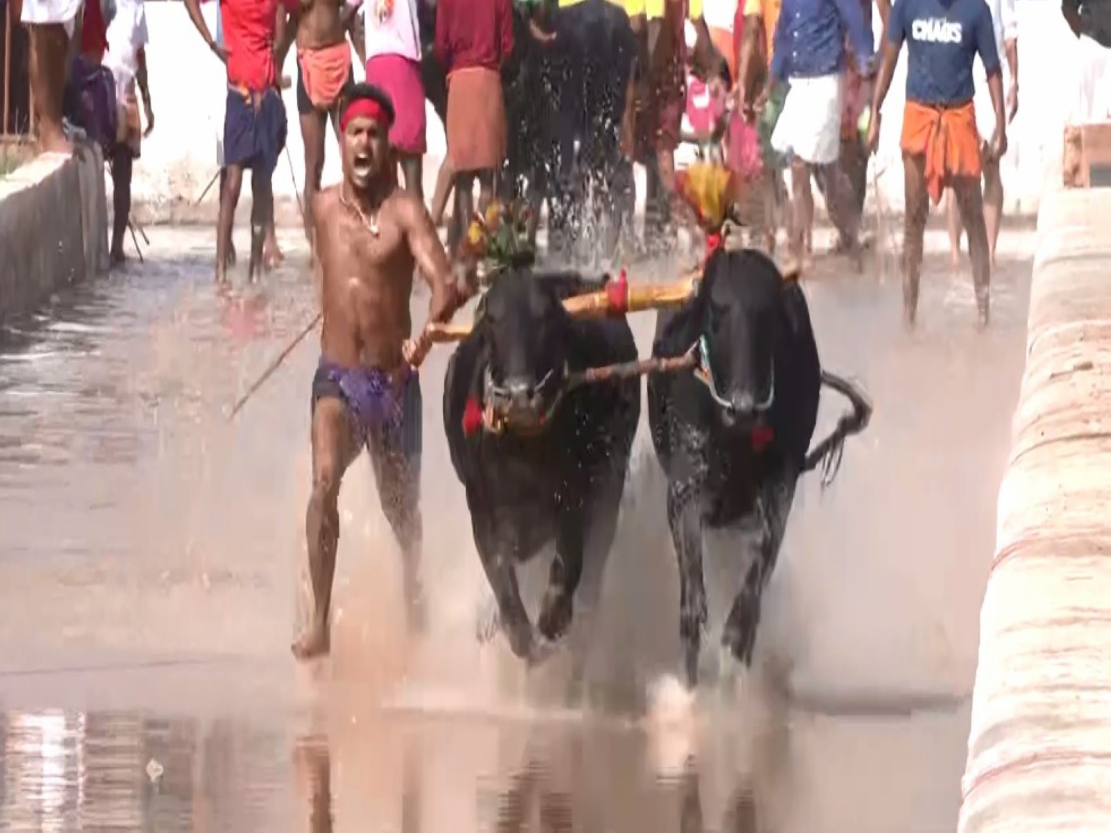 Buffaloes racing in the 9th edition of Mangaluru Kambala buffalo race (Photo/ANI)