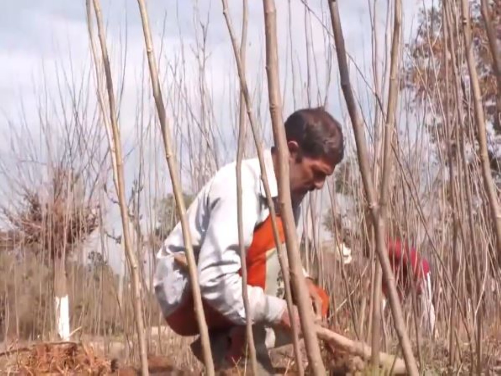 Farmers working in the fields (Photo/ANI) Farmers working in the fields (Photo/ANI)