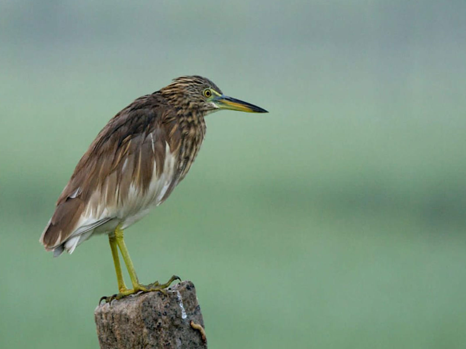 Wetland Bird Census conducted across 20 wetlands in Trichy, Tamil Nadu (Photo/ANI) Wetland Bird Census conducted across 20 wetlands in Trichy, Tamil Nadu (Photo/ANI)