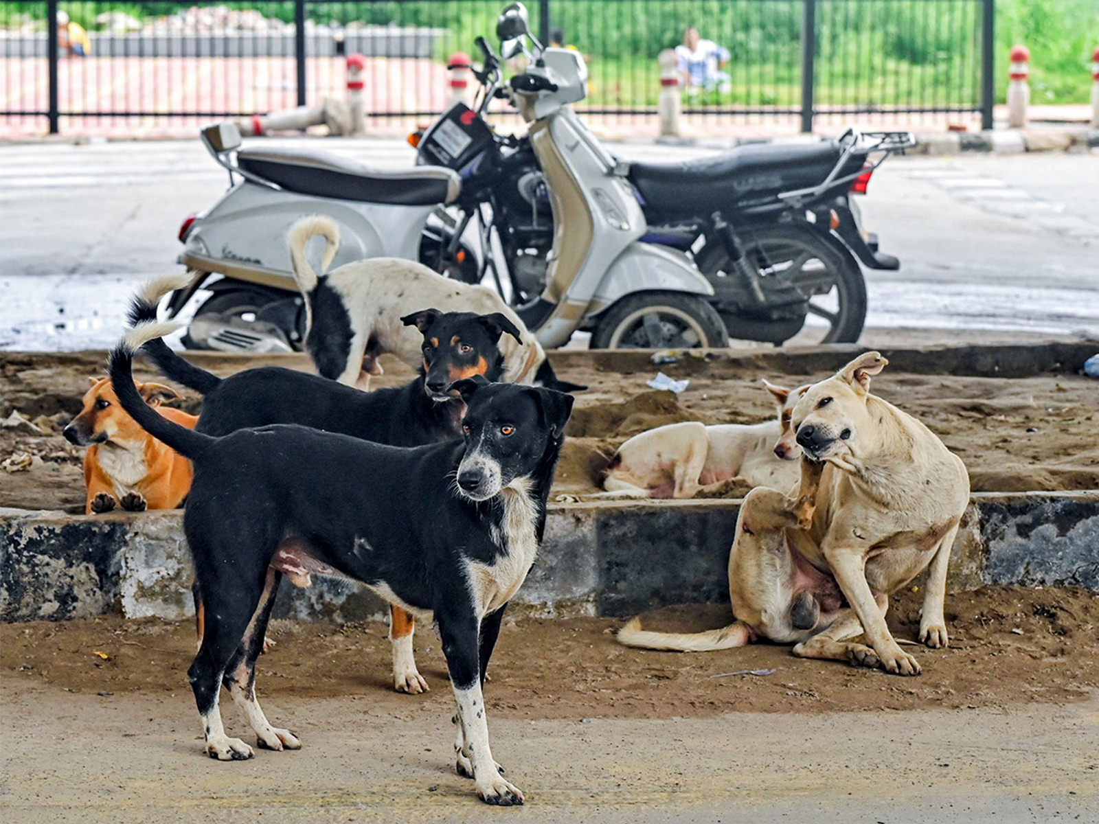 Representative image (File Photo/ANI) Representative image (File Photo/ANI)