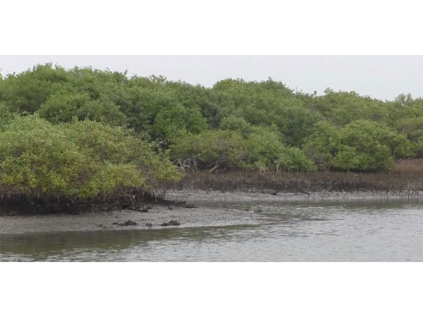 Mangroves in Thoothukudi (Photo/ANI)