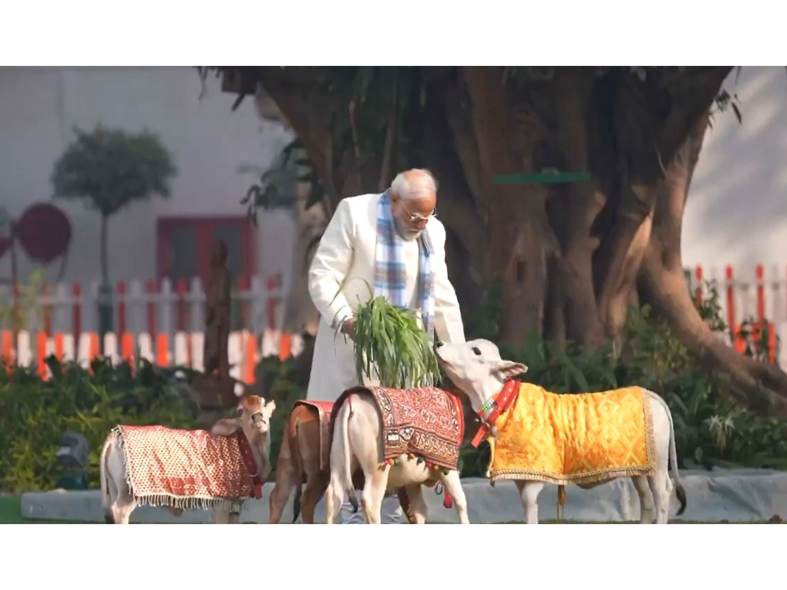 PM Modi feeds cows at his residence on Makar Sankranti (Photo/ANI) PM Modi feeds cows at his residence on Makar Sankranti (Photo/ANI)