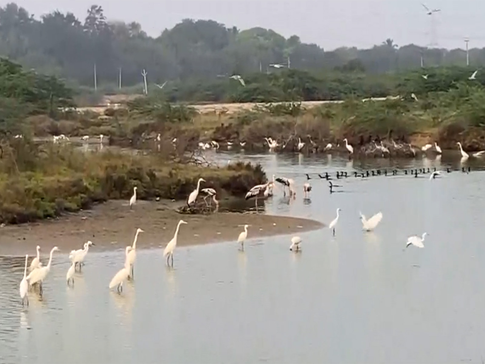 Waterbirds in Thoothukudi, Tamil Nadu (Phot/ANI)