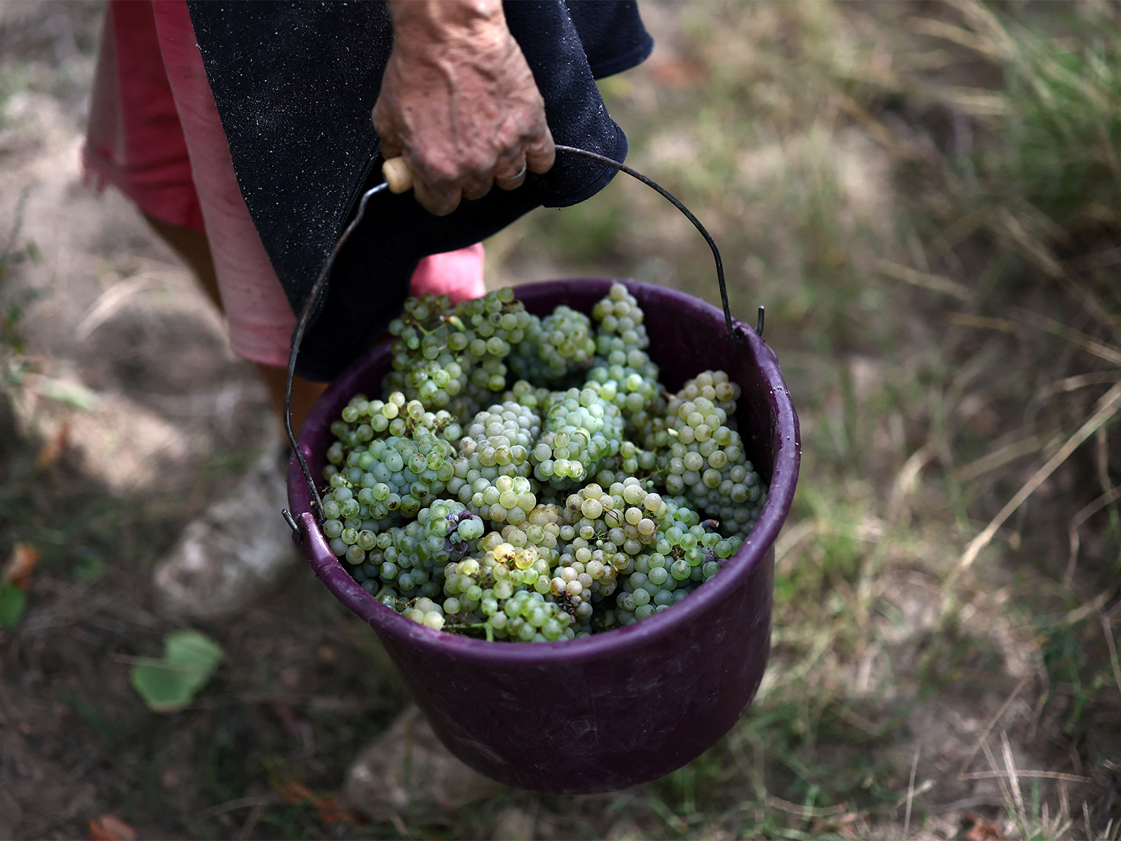 Representational image of French vineyard (Photo/Reuters)