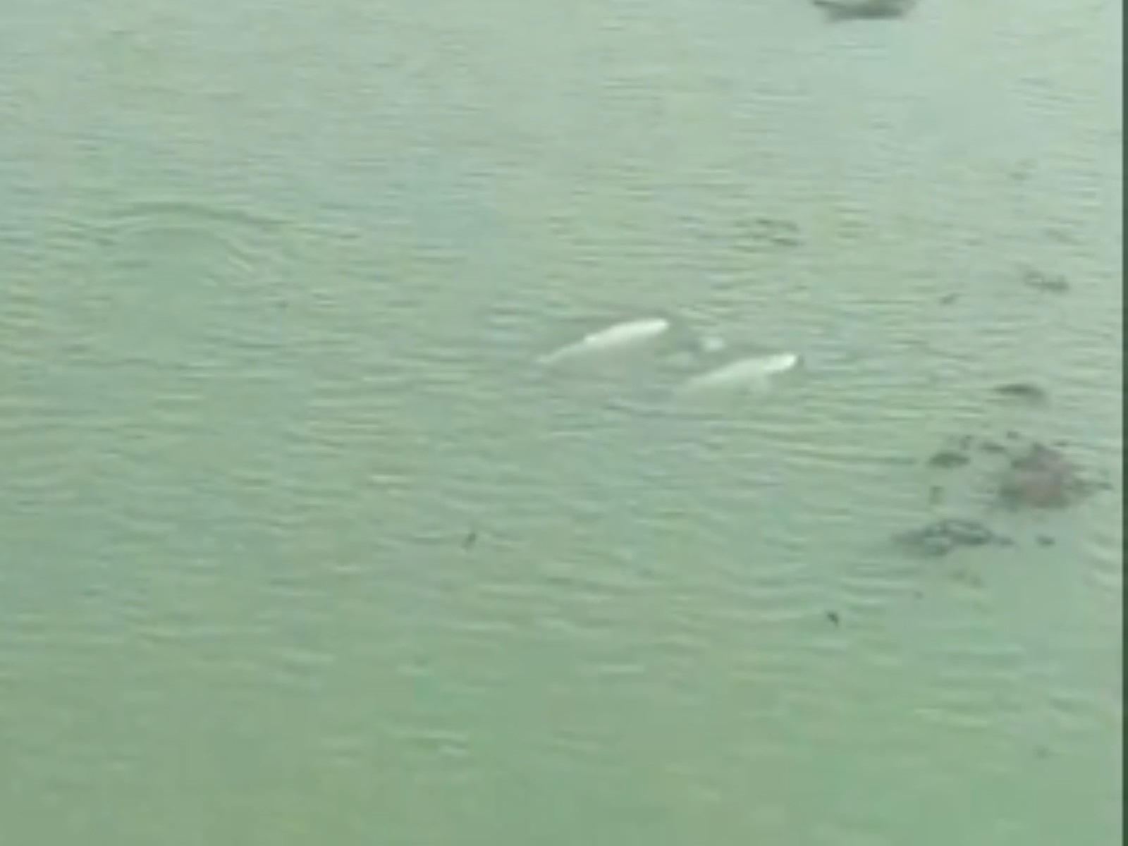 Dolphins sighted at Chilika Lake in Odisha (Photo/ Chilika Development Office) Dolphins sighted at Chilika Lake in Odisha (Photo/ Chilika Development Office)