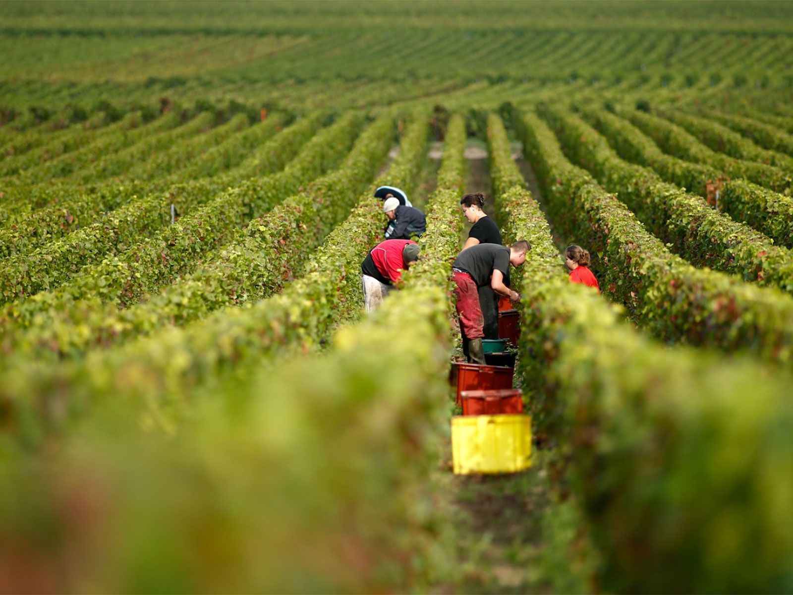 Grape pickers harvest fruit from the vines at a vineyard in eastern France (File Photo/Reuters) Grape pickers harvest fruit from the vines at a vineyard in eastern France (File Photo/Reuters)