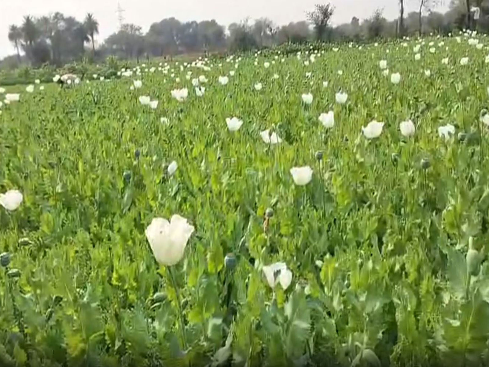 Poppy plantations in Bhilwara (Photo/ANI) Poppy plantations in Bhilwara (Photo/ANI)