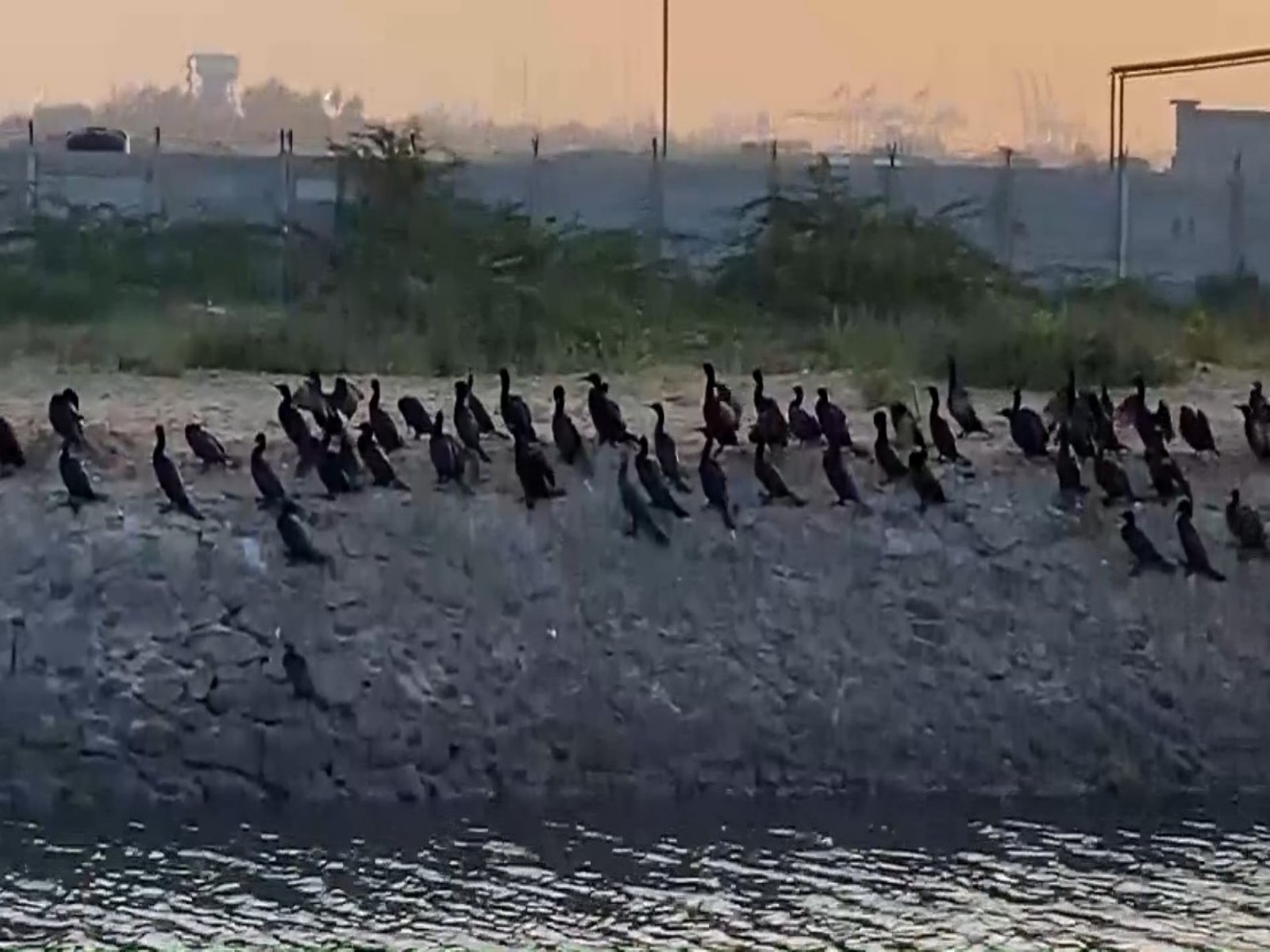 Flocks of cormorants spotted at estuary coastal area near Thoothukudi port (Photo/ANI)