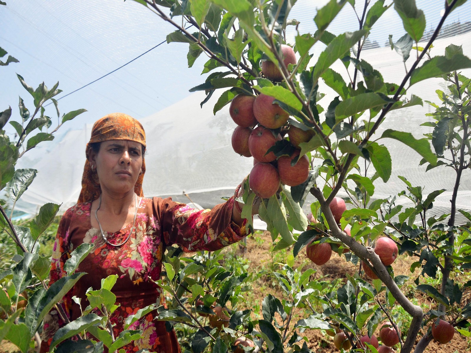  A woman plucks apples at Mashobra, in Shimla (File Photo/ANI)