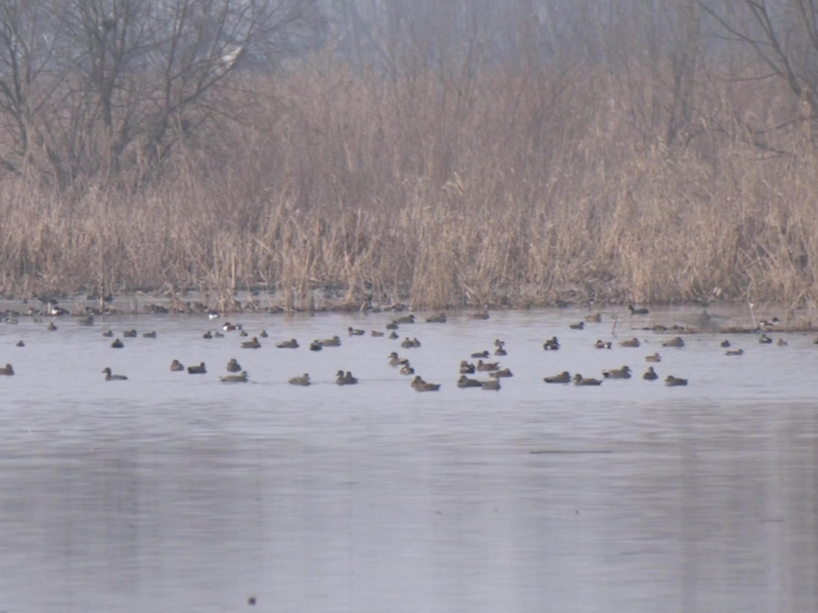 Kashmir’s winters witnessed the arrival of thousands of migratory or “guest” birds (Photo/ANI)