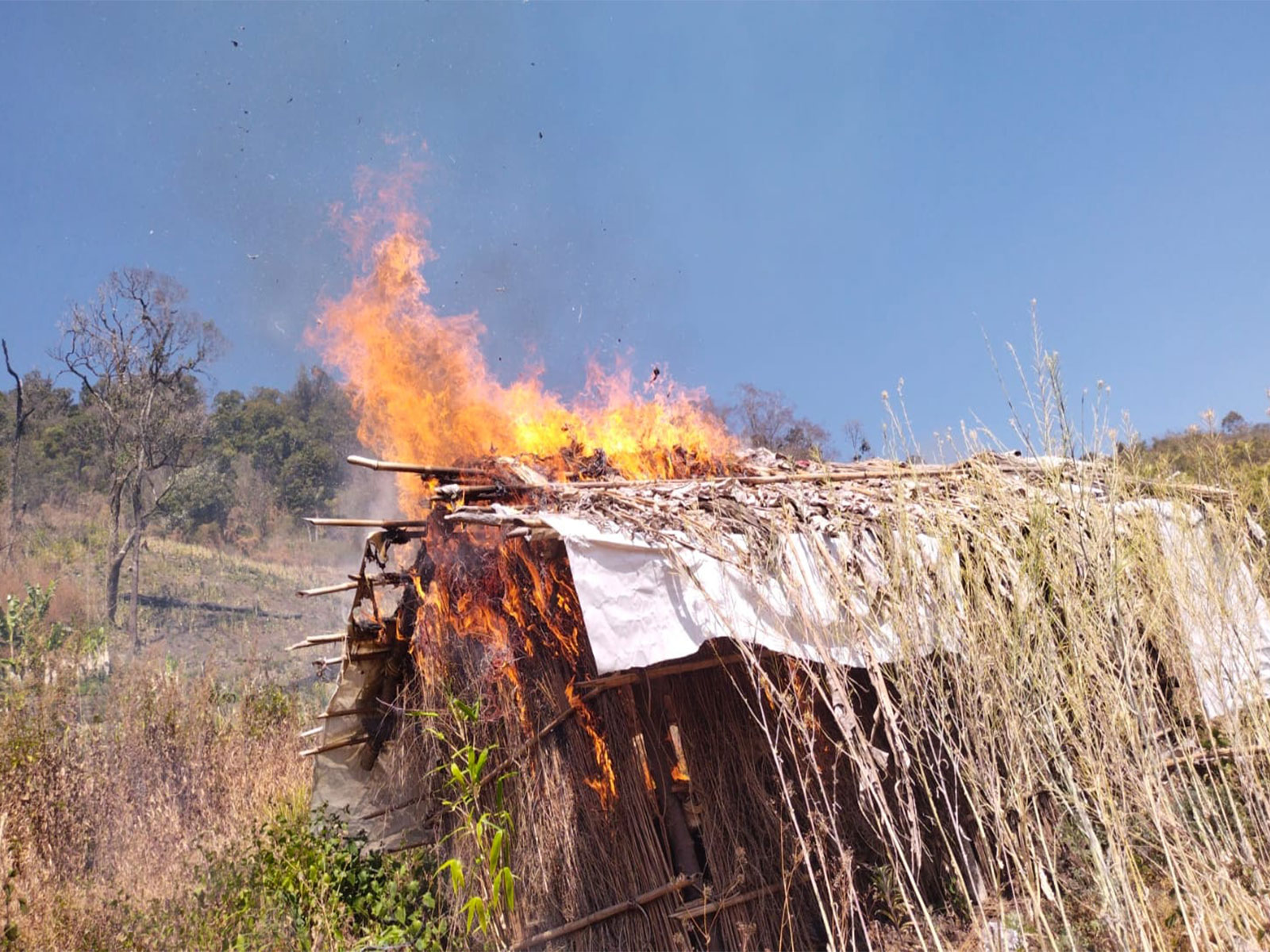 Illegal poppy cultivation destroyed in Manipur's Lakhamai hills (Photo/Manipur Police) Illegal poppy cultivation destroyed in Manipur's Lakhamai hills (Photo/Manipur Police)