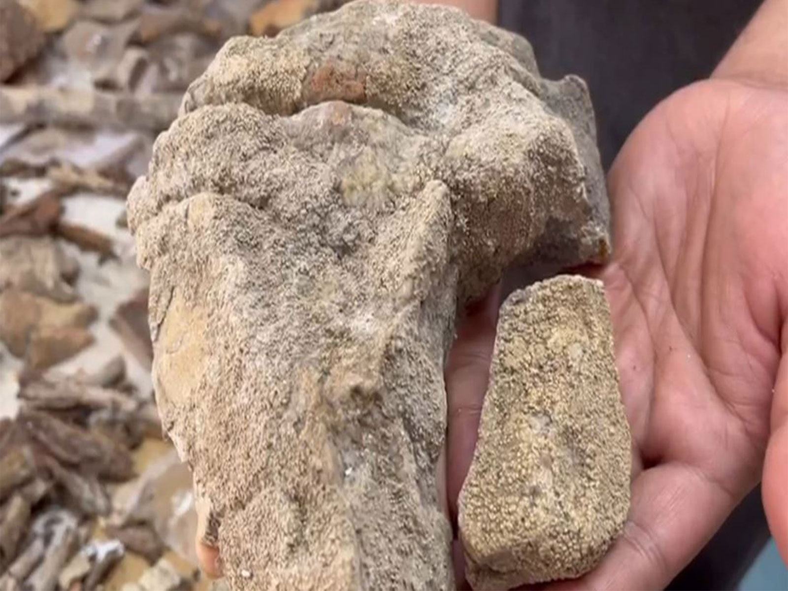 148 Lichen species identified in Simlipal National Park in Odisha (Photo/ANI)