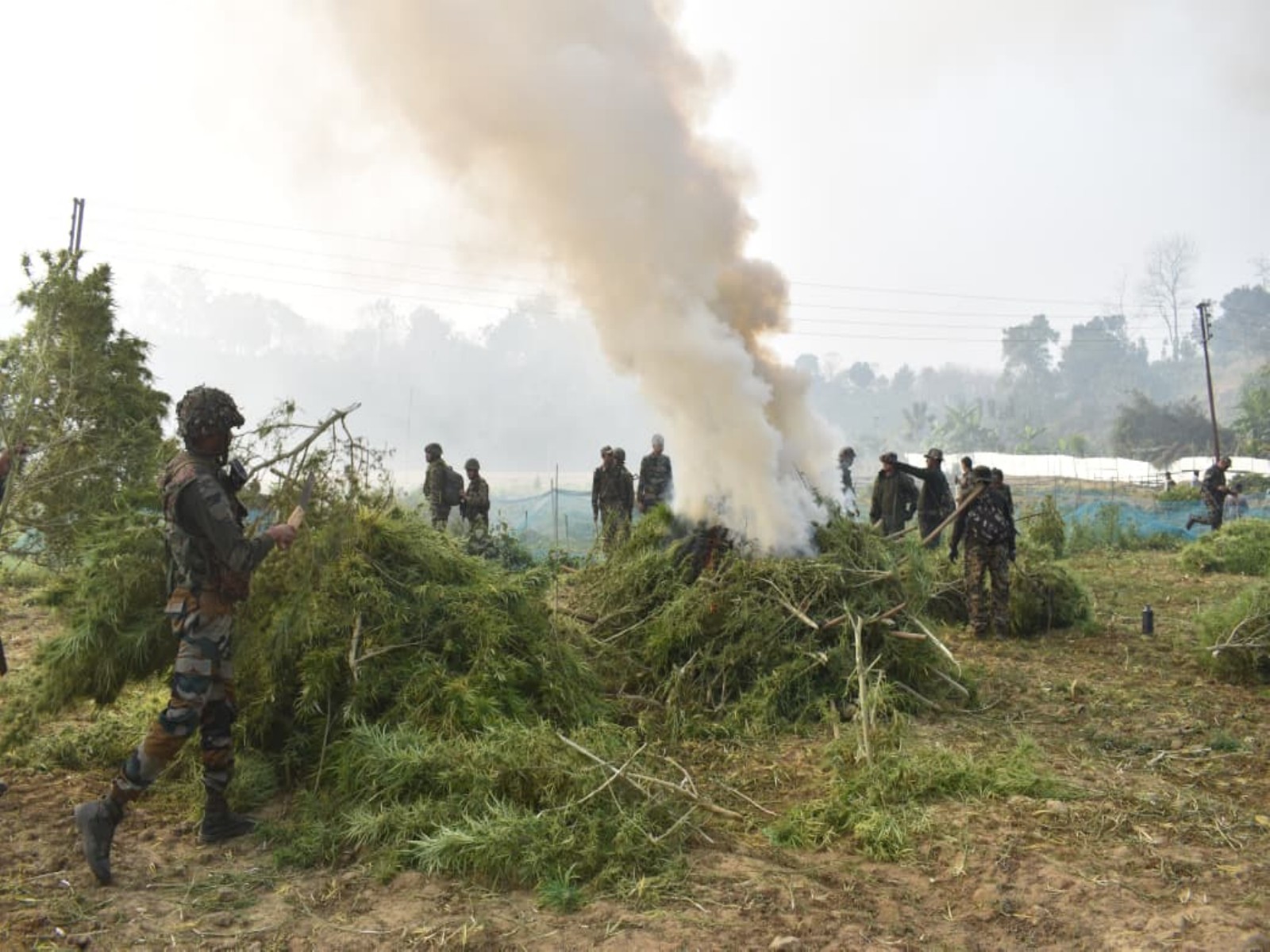 Assam Rifles destroy 1.75 lakh ganja saplings in Tripura (Photo/Assam Rifles)