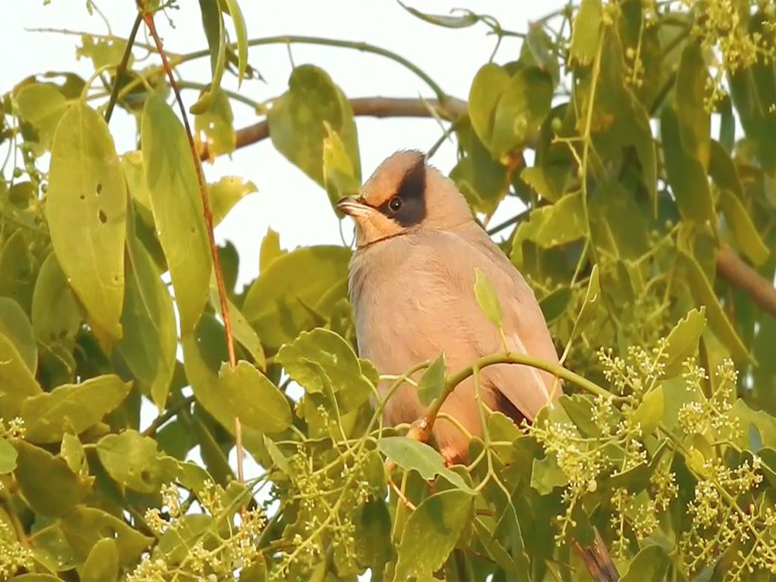Grey Hypocolius emerges as a star attraction at Chhari-Dhandh Wetland in Kachchh (Photo/ANI)