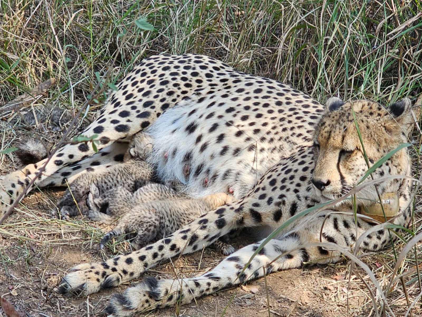 South African Cheetah Gamini welcomes three new cubs (Photo: @byadavbjp/X)