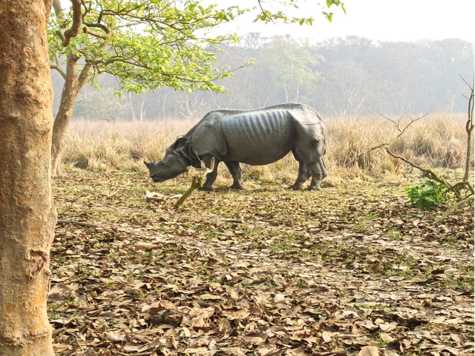 Male Rhino found dead in Pobitora (Photo/ANI) Male Rhino found dead in Pobitora (Photo/ANI)