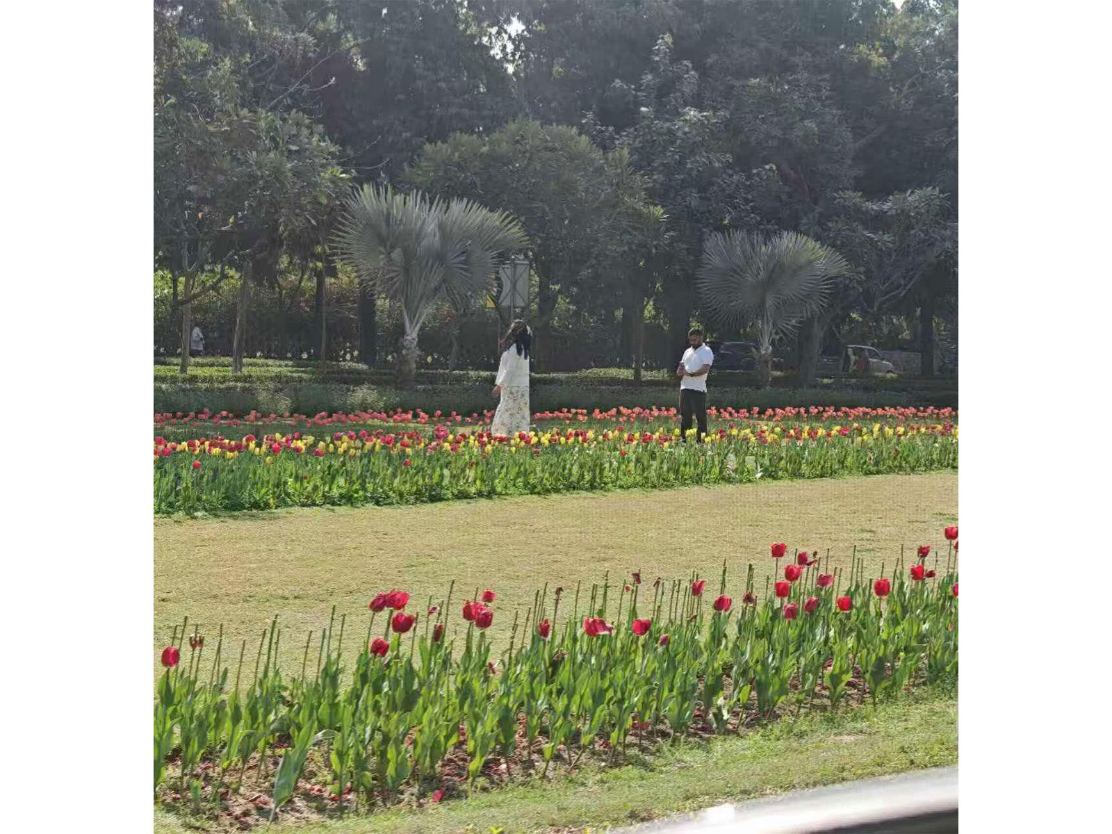 Tulips along Shantipath (Photo: X@China_Amb_India)