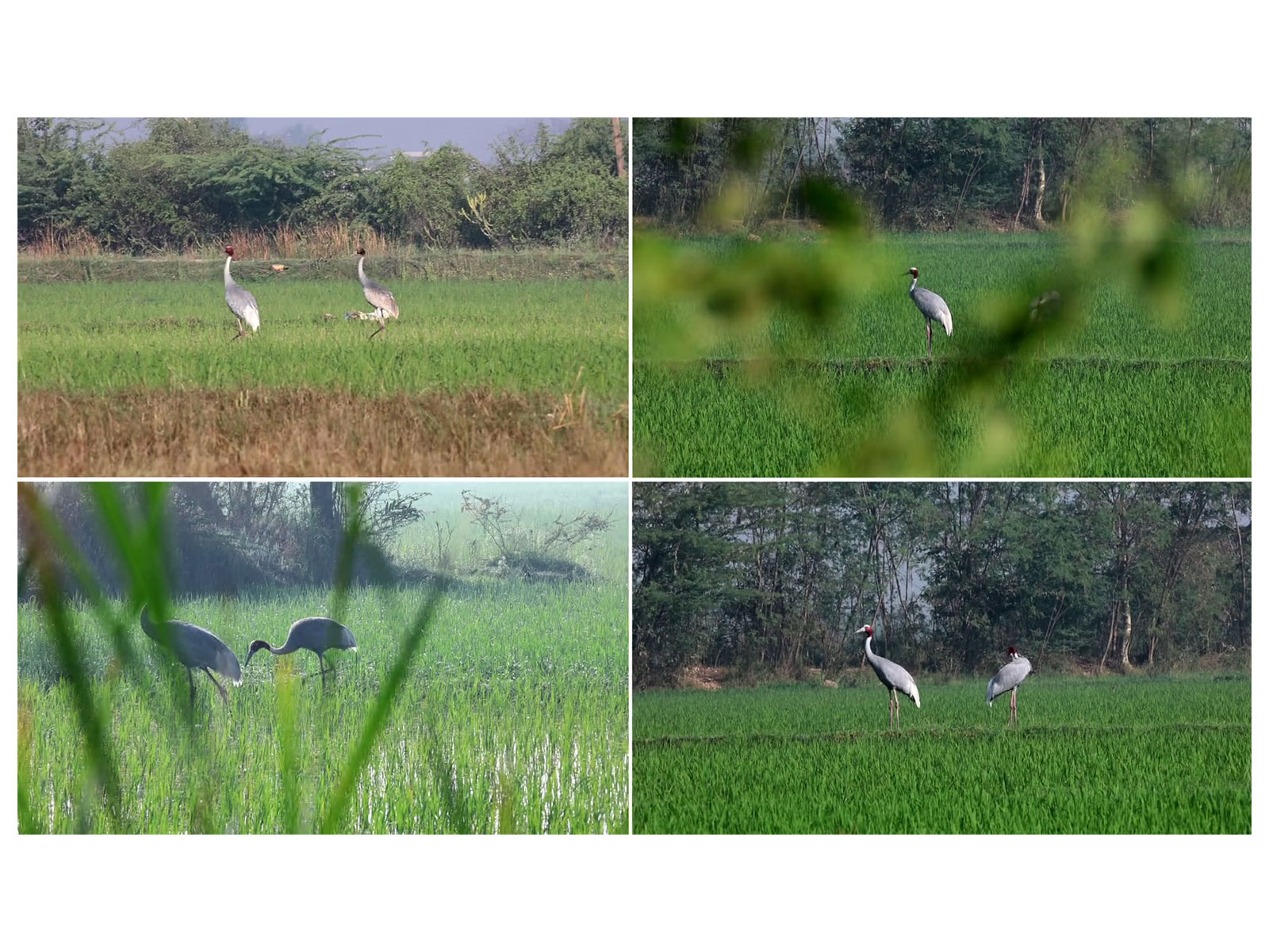 Sarus Cranes at Pariej Wetland in Gujarat’s Kheda district, a key site for wetland conservation and birdwatching. (Photo/ANI)