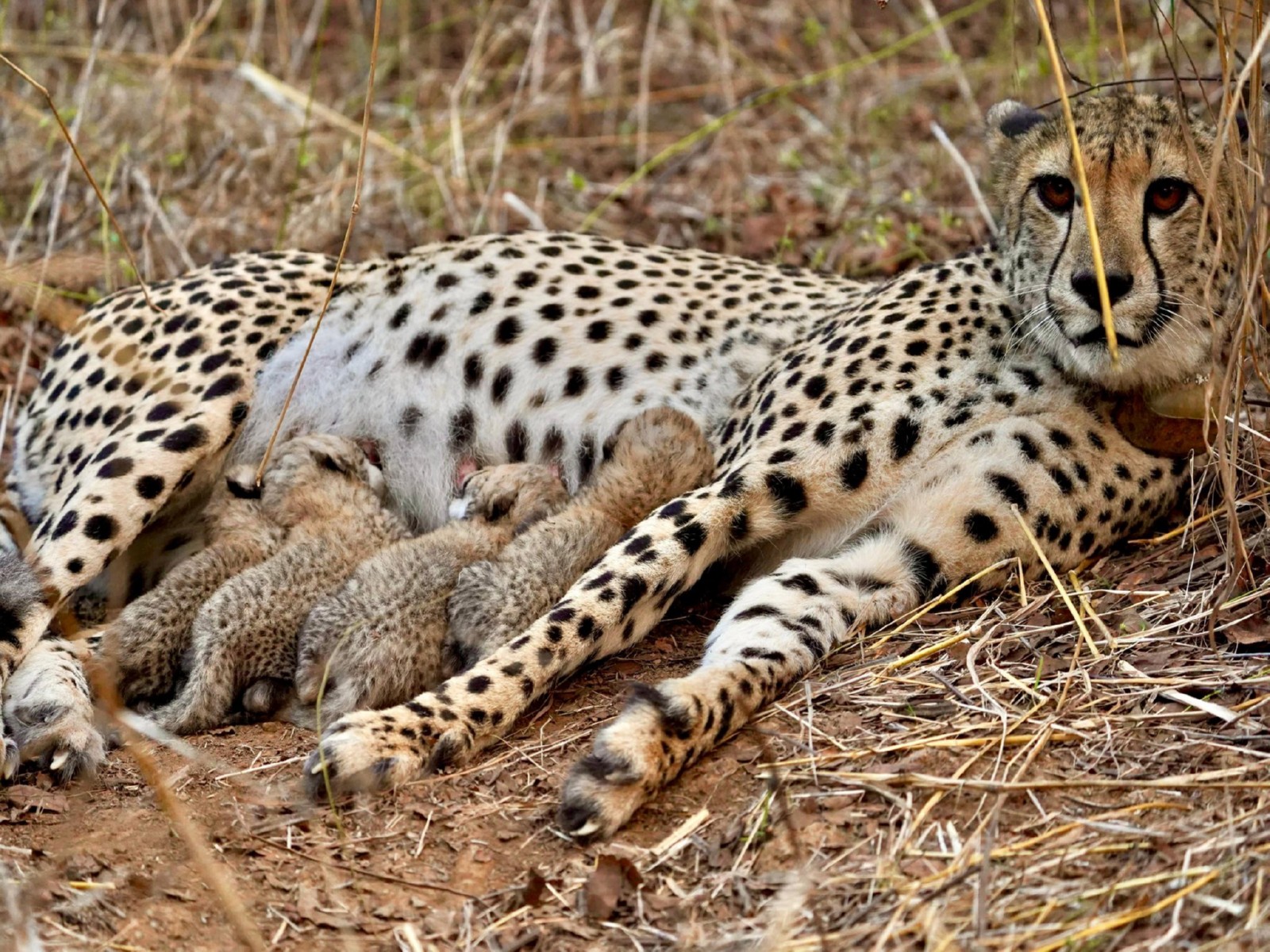 South African Cheetah Gamini with her four cubs (Photo / X @byadavbjp) South African Cheetah Gamini with her four cubs (Photo / X @byadavbjp)