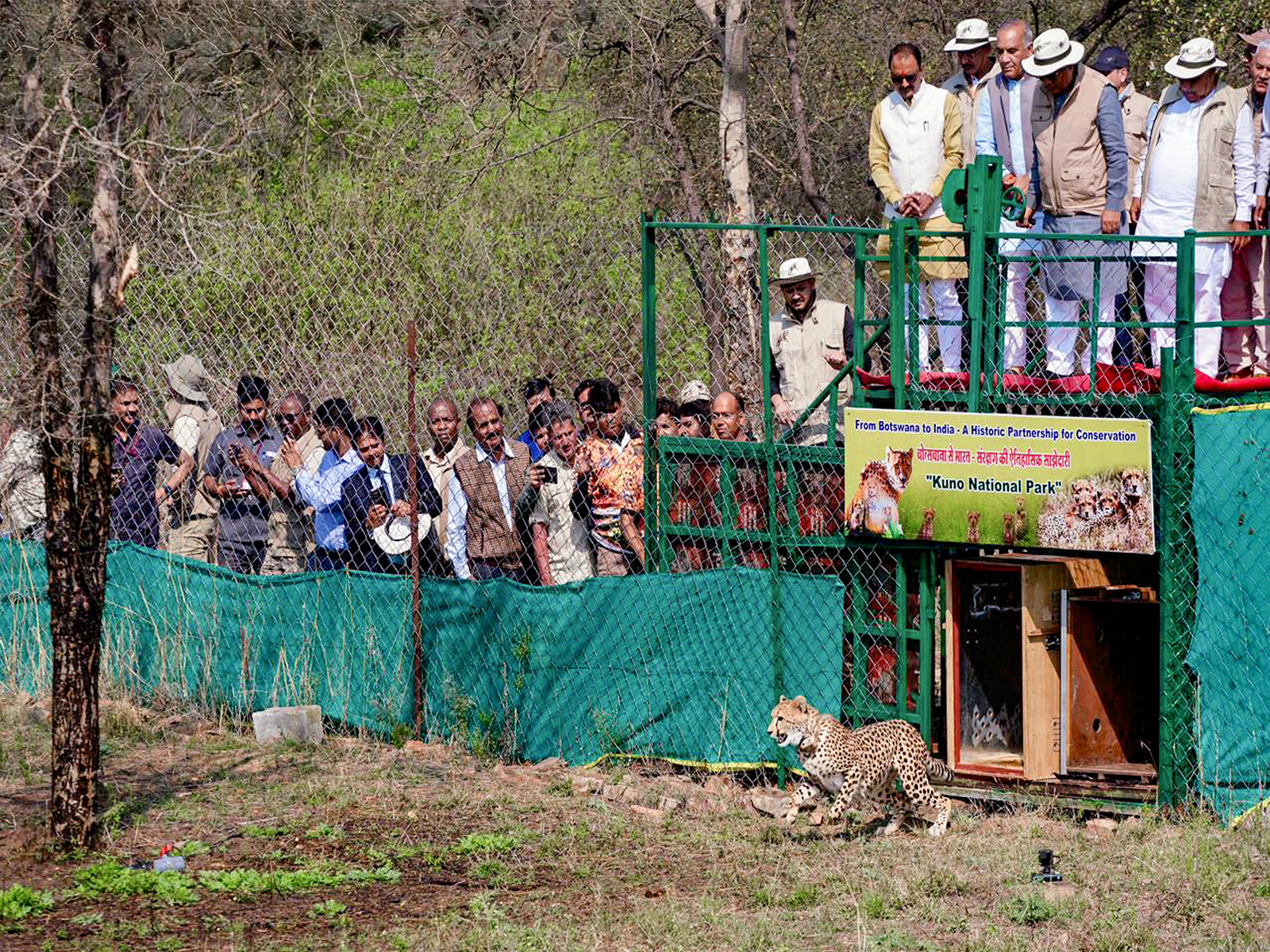 Union Minister Bhupender Yadav released Cheetahs from Botswana at Kuno (Photo/ANI) Union Minister Bhupender Yadav released Cheetahs from Botswana at Kuno (Photo/ANI)