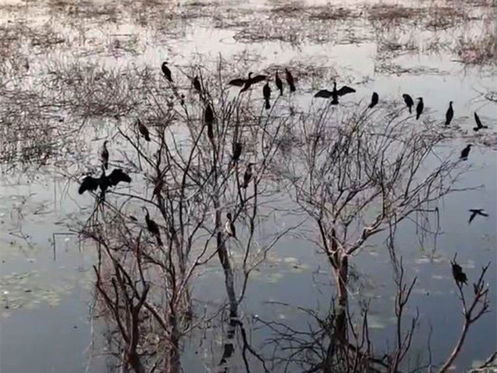 View of the Panjappur lake in Tiruchirappalli (Photo/ANI)