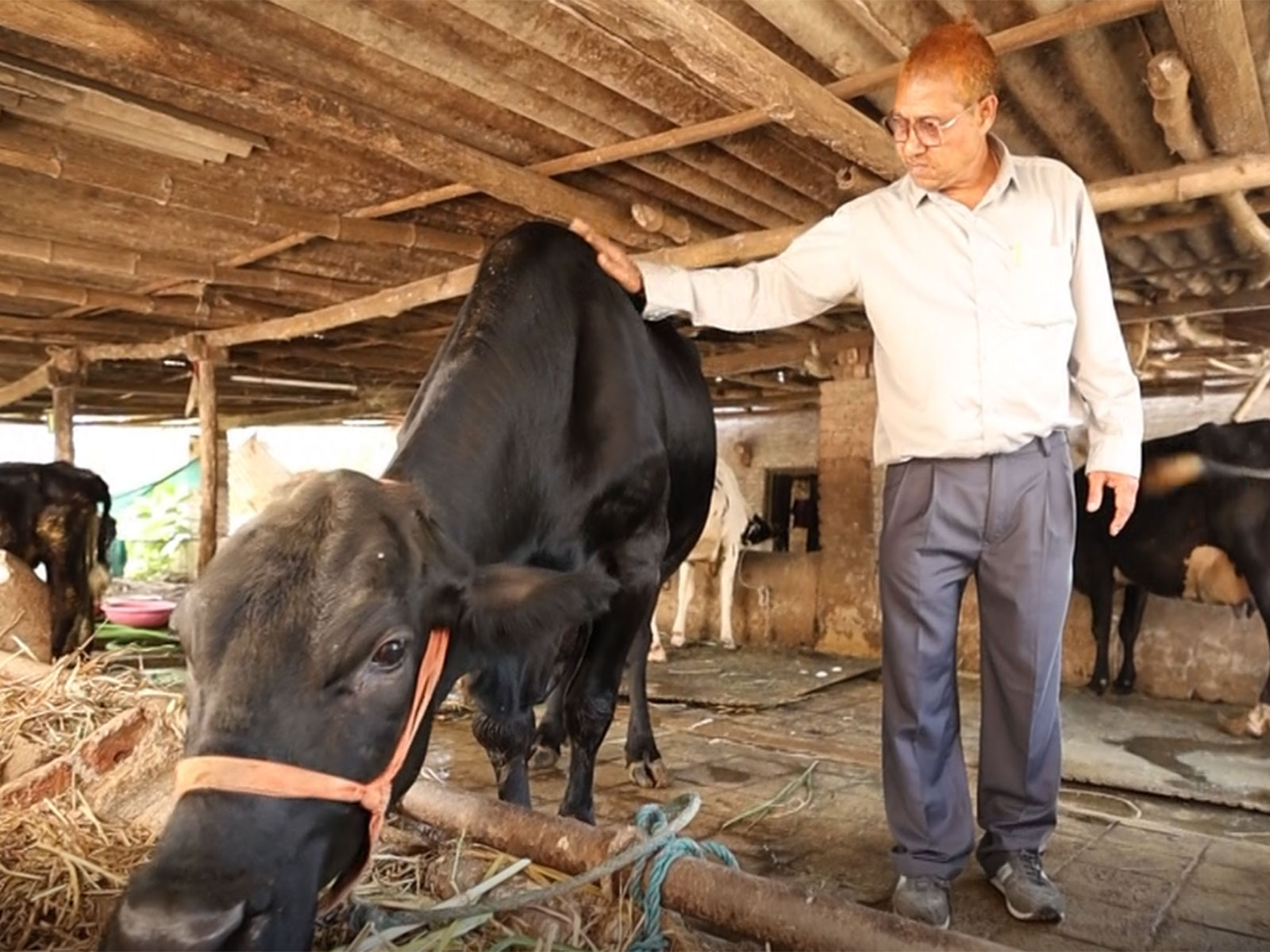 Gujarat farmer drives dairy prosperity through scientific breeding (Photo/ANI) Gujarat farmer drives dairy prosperity through scientific breeding (Photo/ANI)
