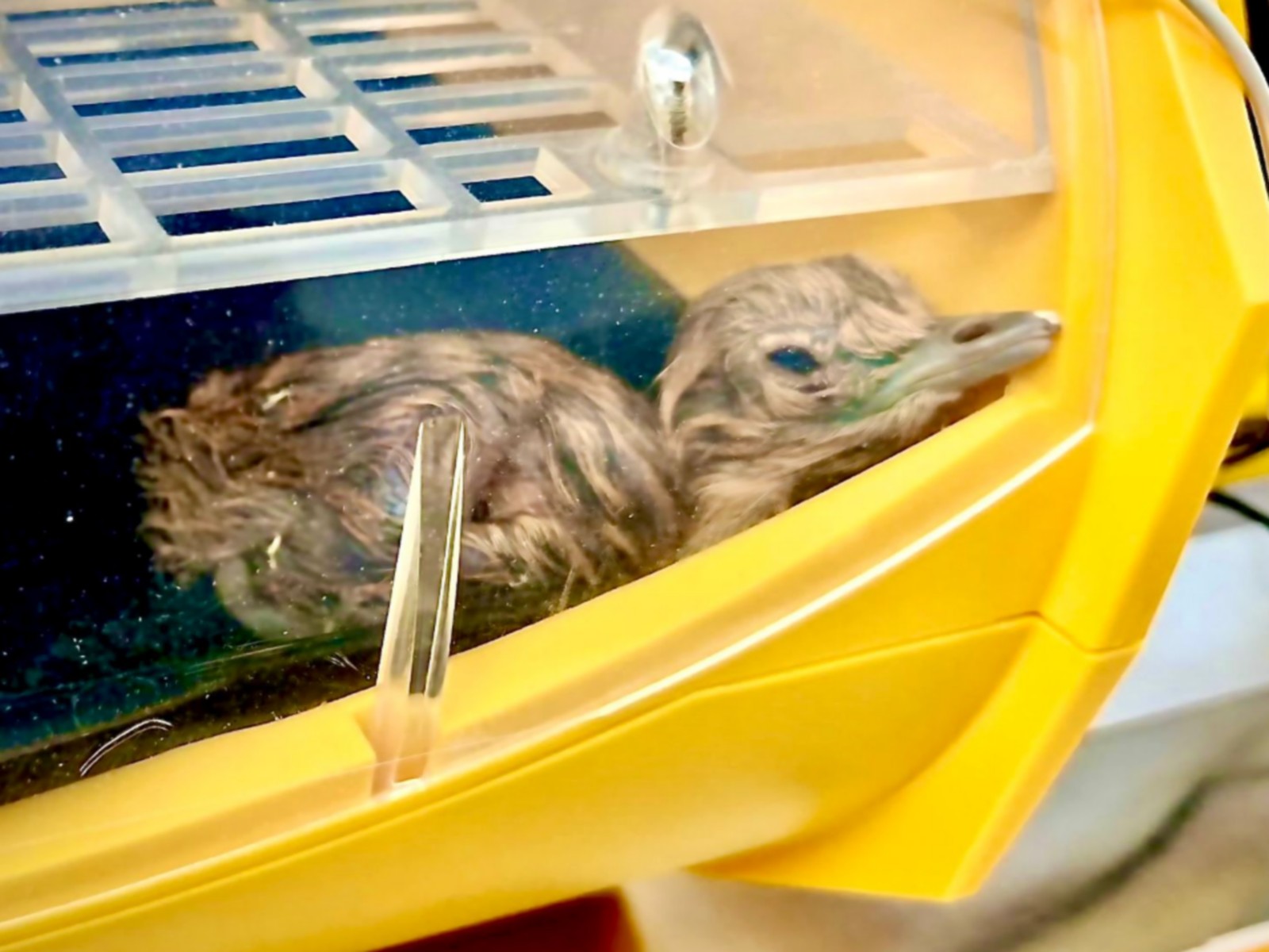 Great Indian Bustard chick (Photo/X/@byadavbjp) Great Indian Bustard chick (Photo/X/@byadavbjp)