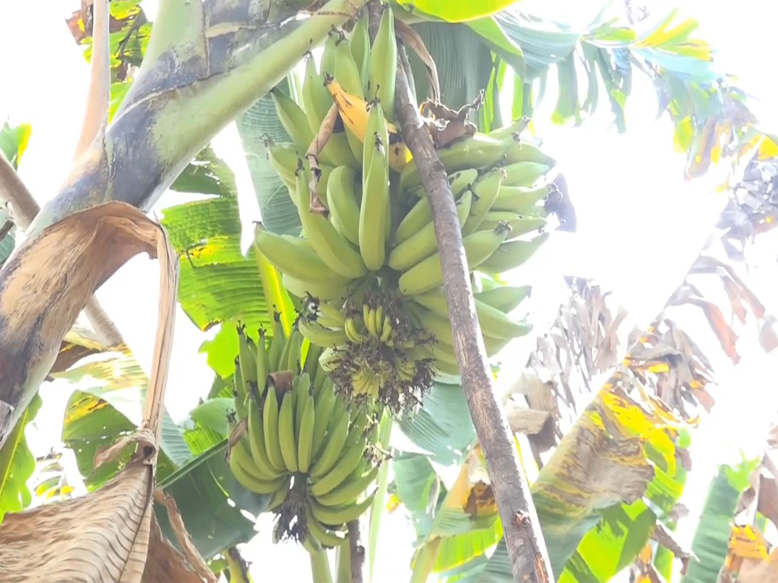 Nendran banana prices plunge in Tiruchirappalli (Photo/ANI) Nendran banana prices plunge in Tiruchirappalli (Photo/ANI)