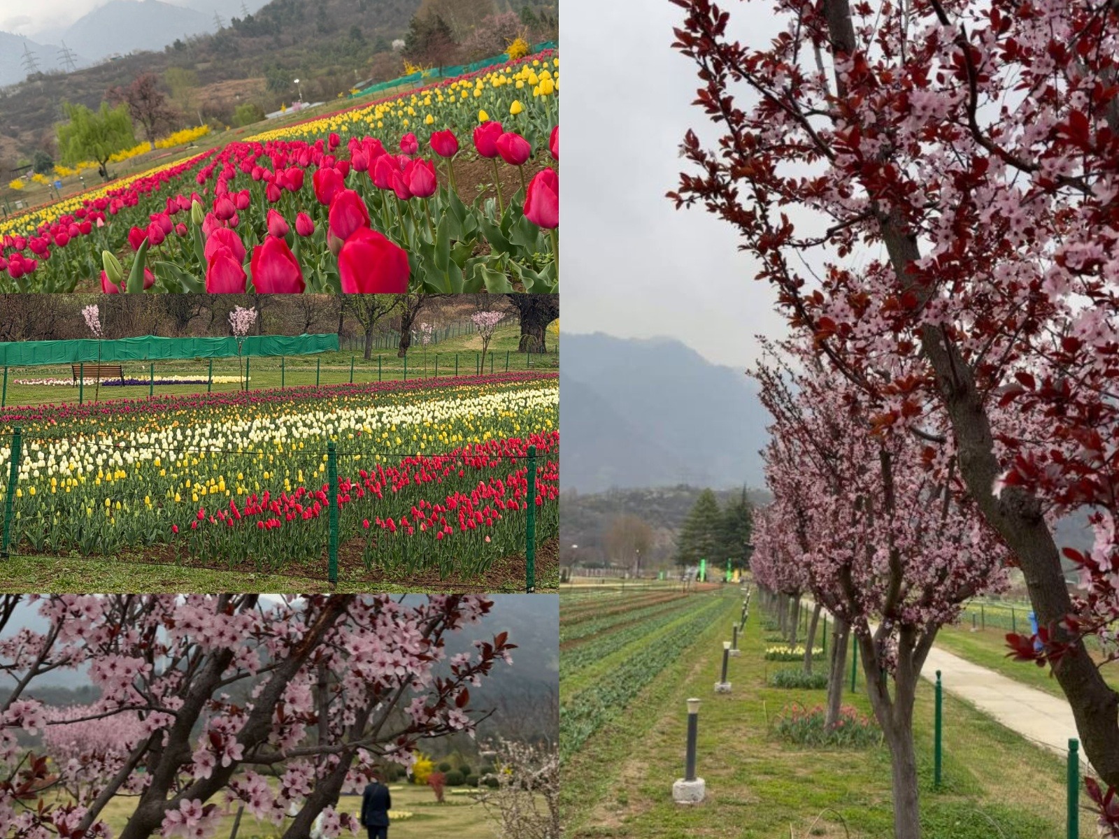 Glimpses of Asia's Asia’s largest tulip garden in Srinagar set to open to public on Monday (Photo/@OmarAbdullah)