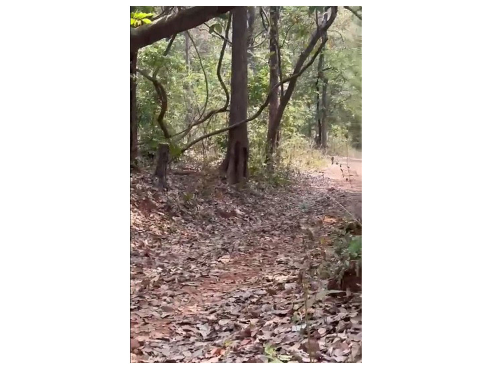 Visual from the spot (Photo: Kanker Police)