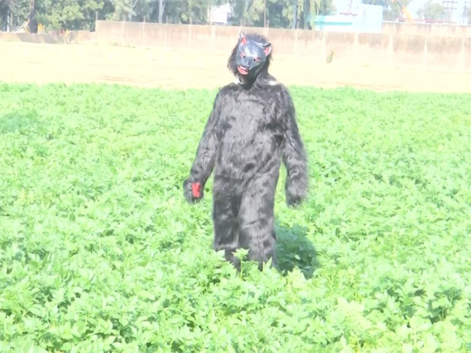 Farmer dressed in bear costume (Photo/ANI)