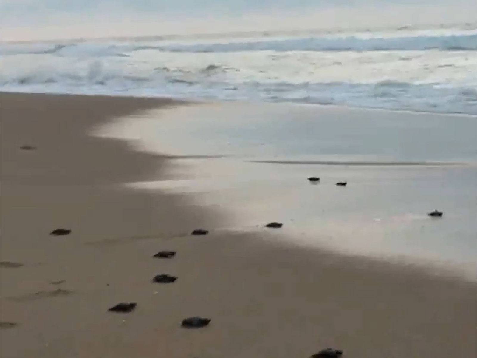 Baby olive ridley turtles heading to sea (Photo/Sudarsan Pattnaik)