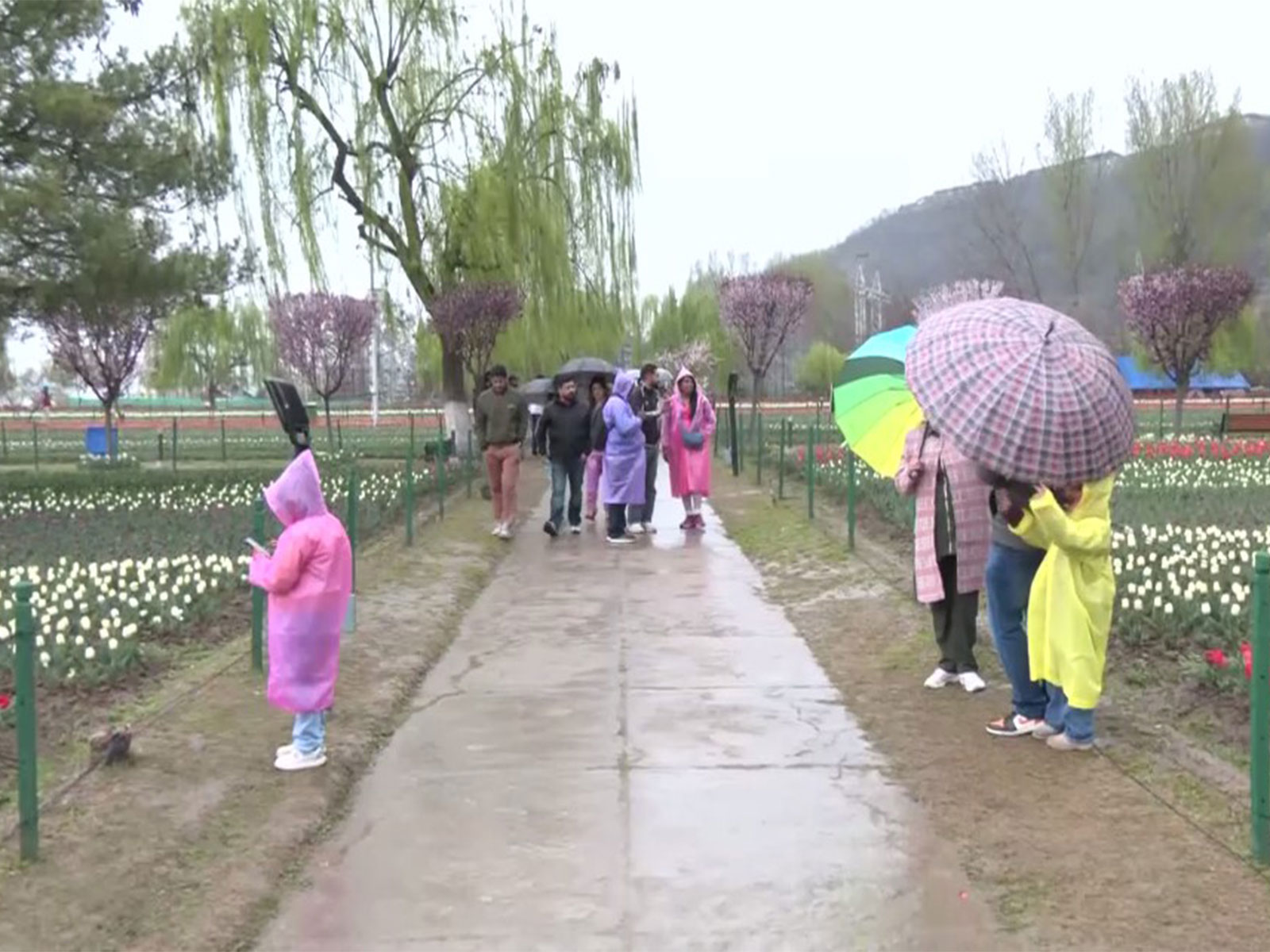Tourists flock at Srinagar's Tulip Garden amid light rain (Photo/ANI)