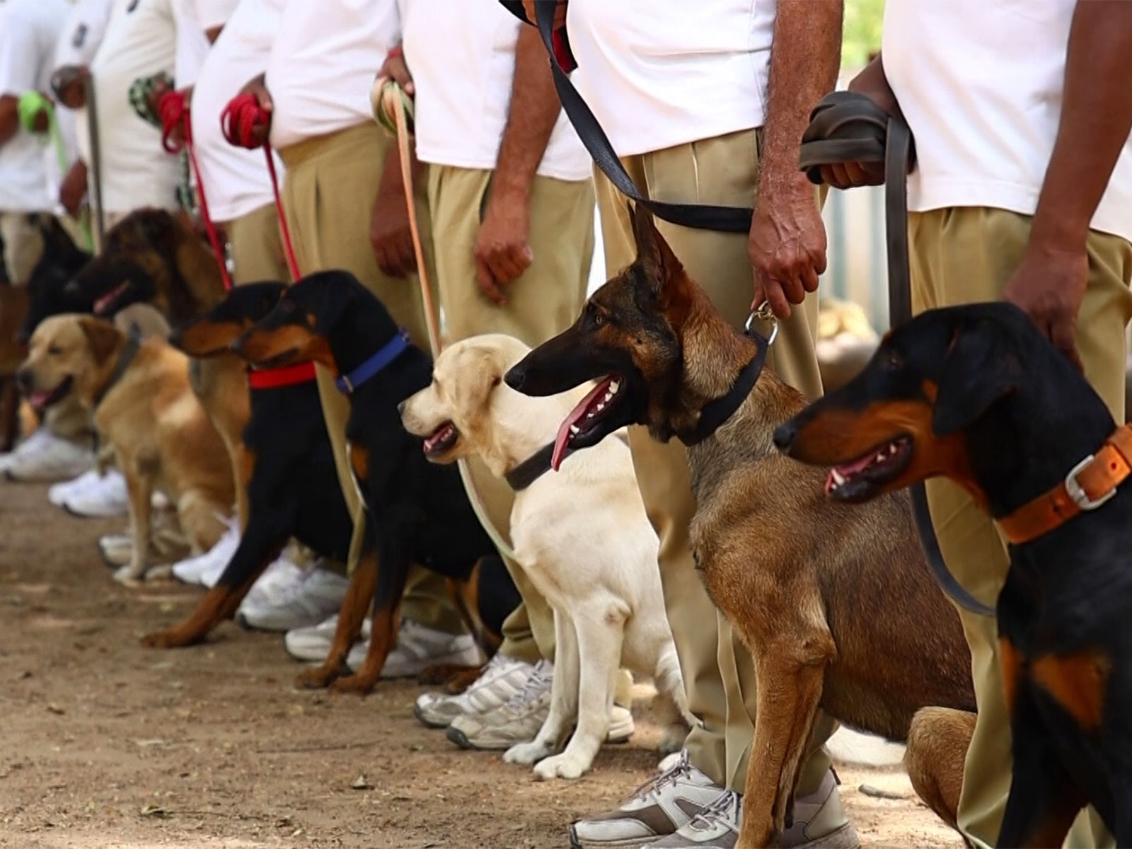 Gujarat Police strengthens its operational capabilities with new generation of highly trained K9 units (Photo/ANI) Gujarat Police strengthens its operational capabilities with new generation of highly trained K9 units (Photo/ANI)