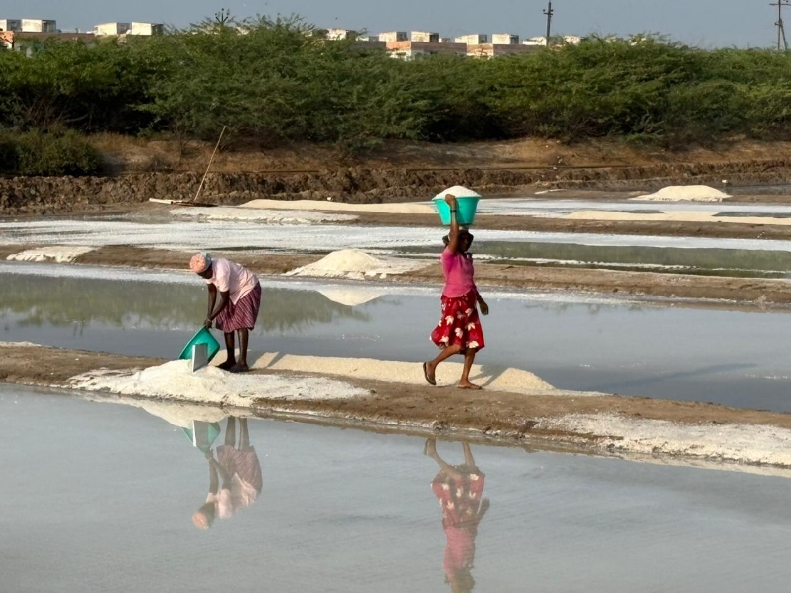 Salt workers in Thoothukodi (Photo/ANI) Salt workers in Thoothukodi (Photo/ANI)