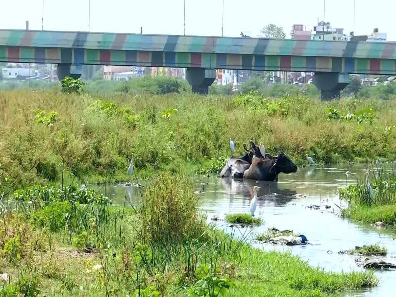 Visual from Vaigai River (Photo/ANI) Visual from Vaigai River (Photo/ANI)