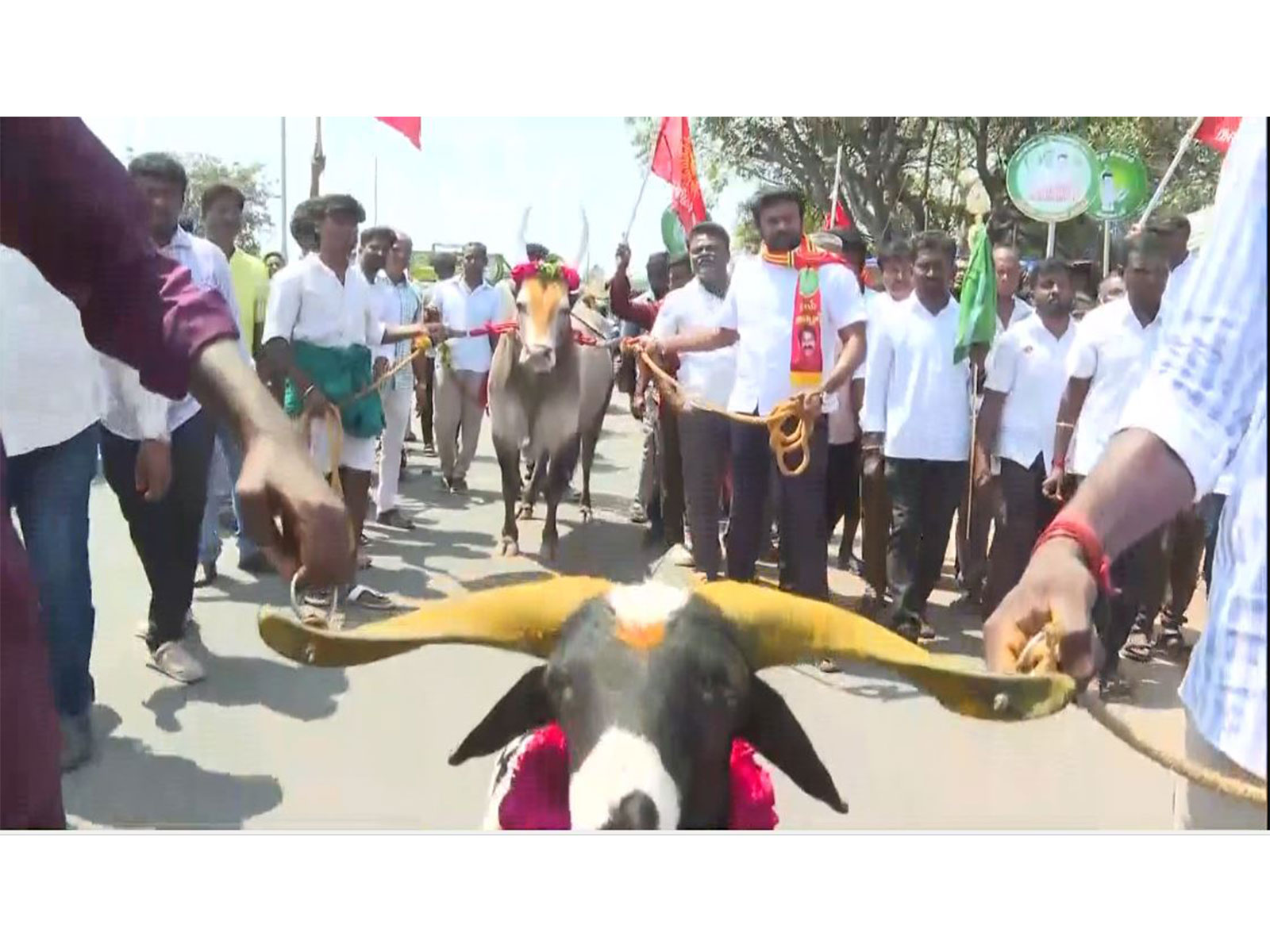 Naam Tamilar Katchi (NTK) candidate Jallikattu Rajesh, contesting from the Thiruverumbur Assembly constituency, filed his nomination (Photo/ANI) Naam Tamilar Katchi (NTK) candidate Jallikattu Rajesh, contesting from the Thiruverumbur Assembly constituency, filed his nomination (Photo/ANI)