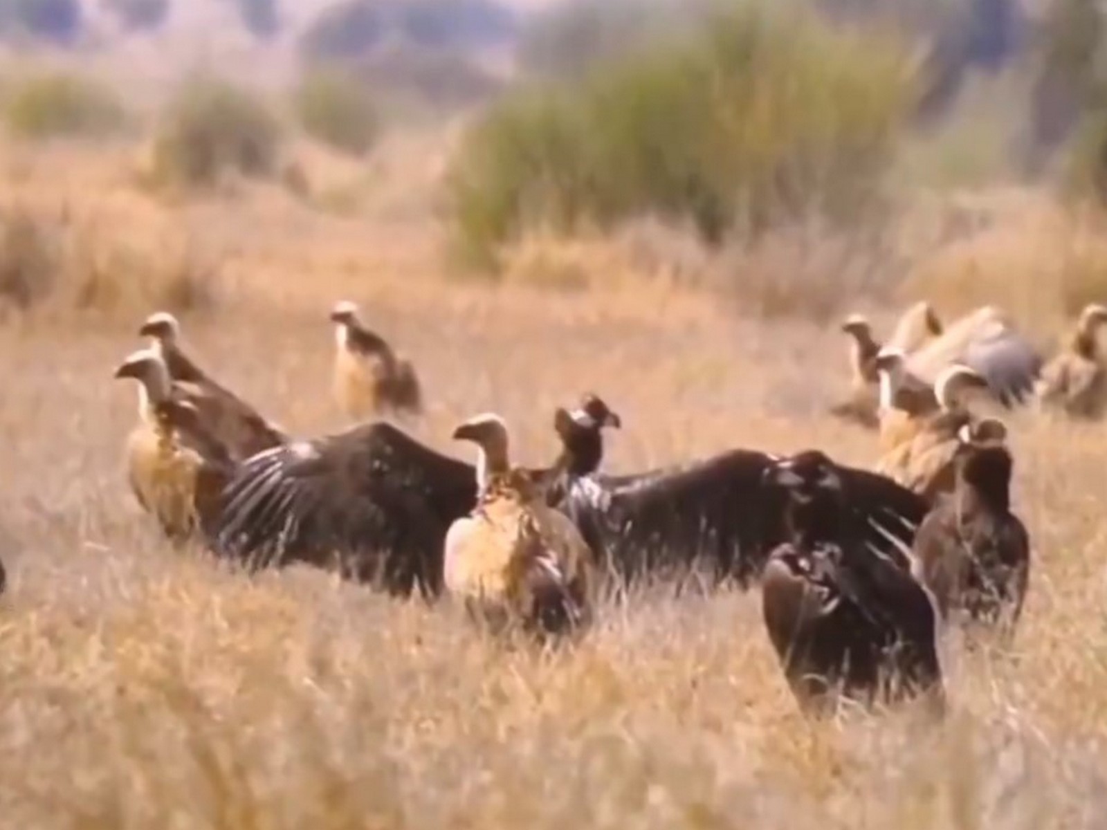 Congregation of Steppe Eagles at Desert National Park in Jaisalmer (Photo/ANI) Congregation of Steppe Eagles at Desert National Park in Jaisalmer (Photo/ANI)