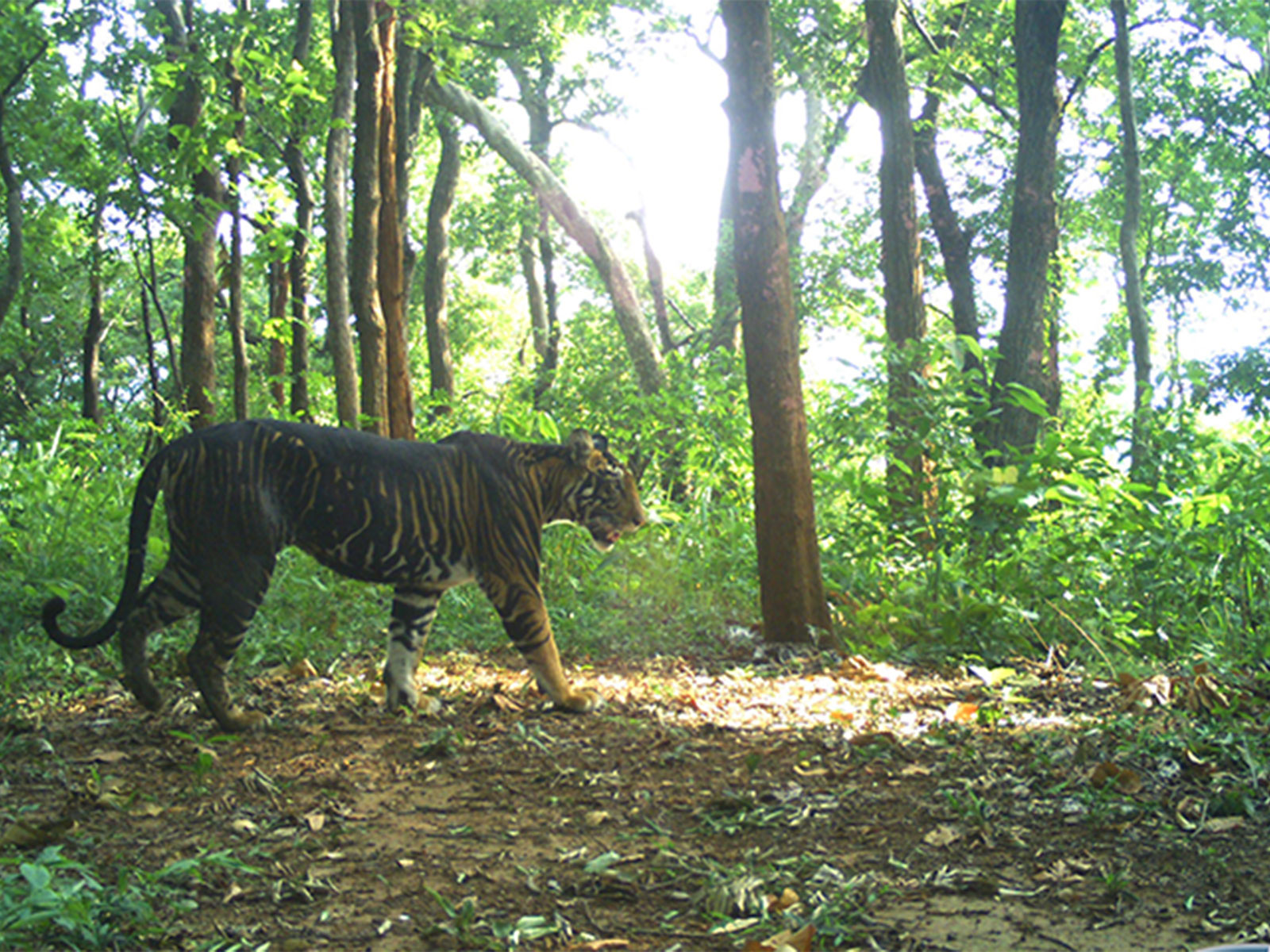 Rare melanistic tiger (Photo/Similipal Tiger Reserve)
