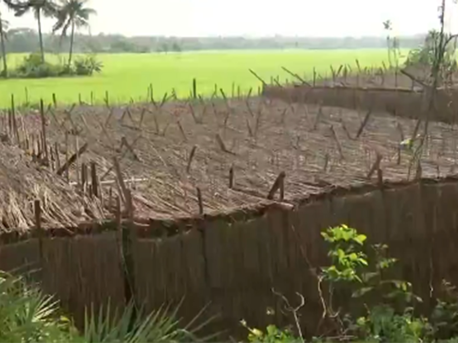 Viusal from Purba Medinipur West Bengal (Photo/ANI) Viusal from Purba Medinipur West Bengal (Photo/ANI)