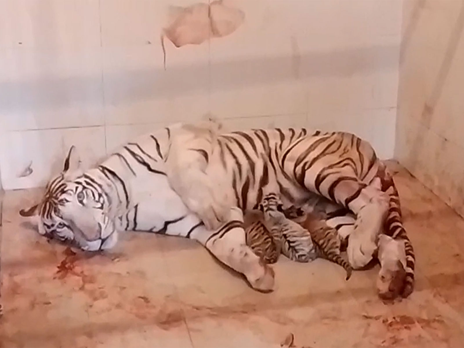 Tigress Meera with cubs (Photo/ANI) Tigress Meera with cubs (Photo/ANI)