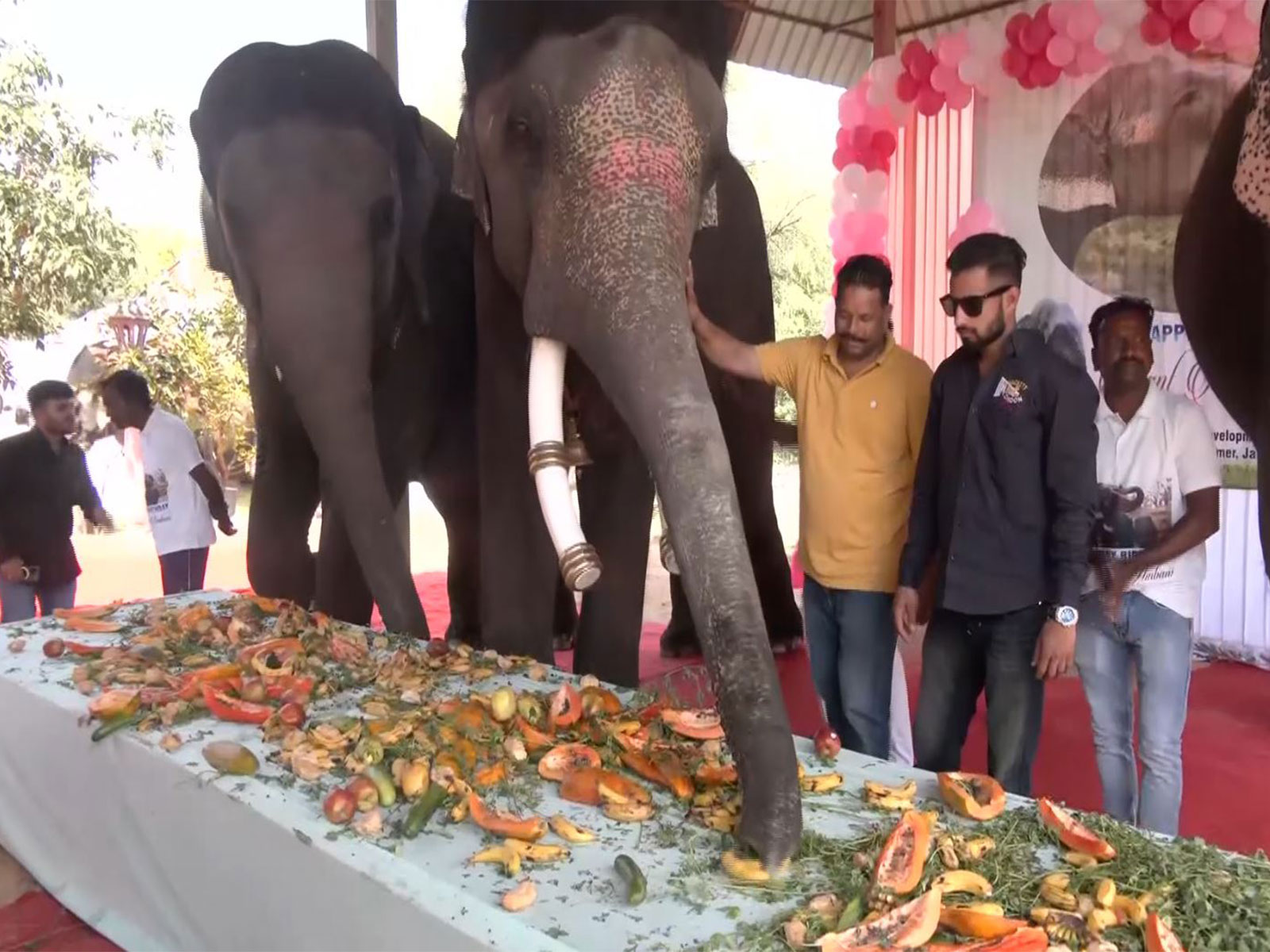 A veiw from the special event held a day ahead of Anant Ambani's birthday (Photo/ANI)