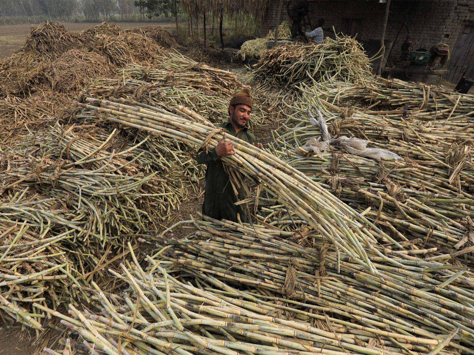 A worker picks a bunch of sugarcanes in Pakistan (Photo/Reuters)