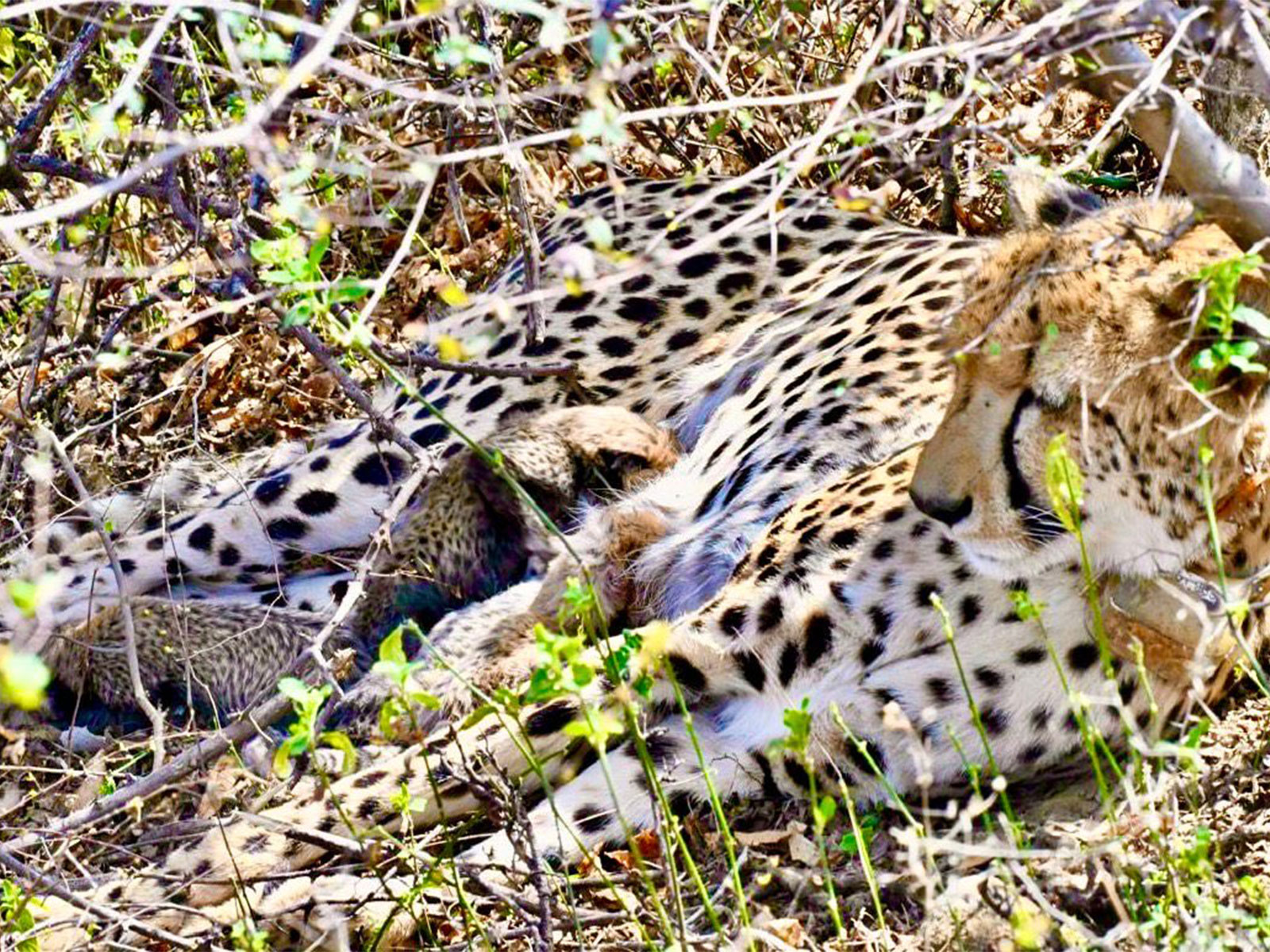 Cheetah with cubs (Photo / X @byadavbjp)