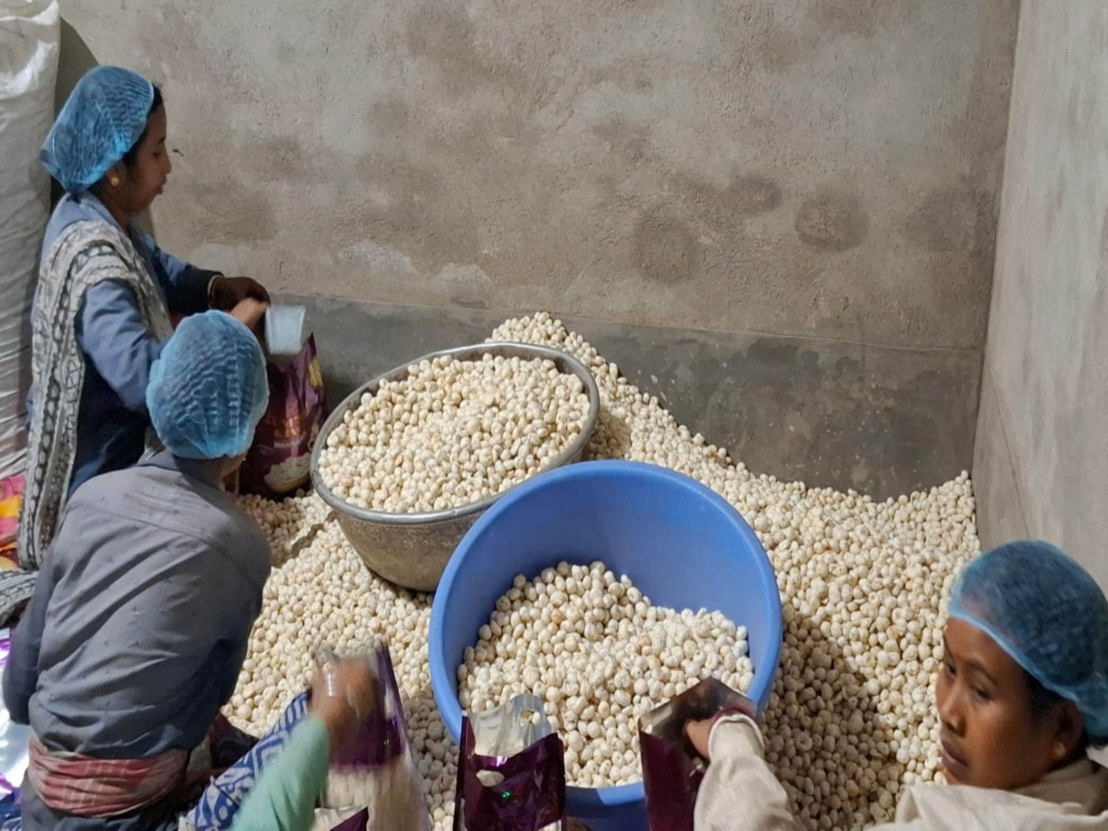 Makhana industry faces setback amid Middle East crisis (Photo/ANI)