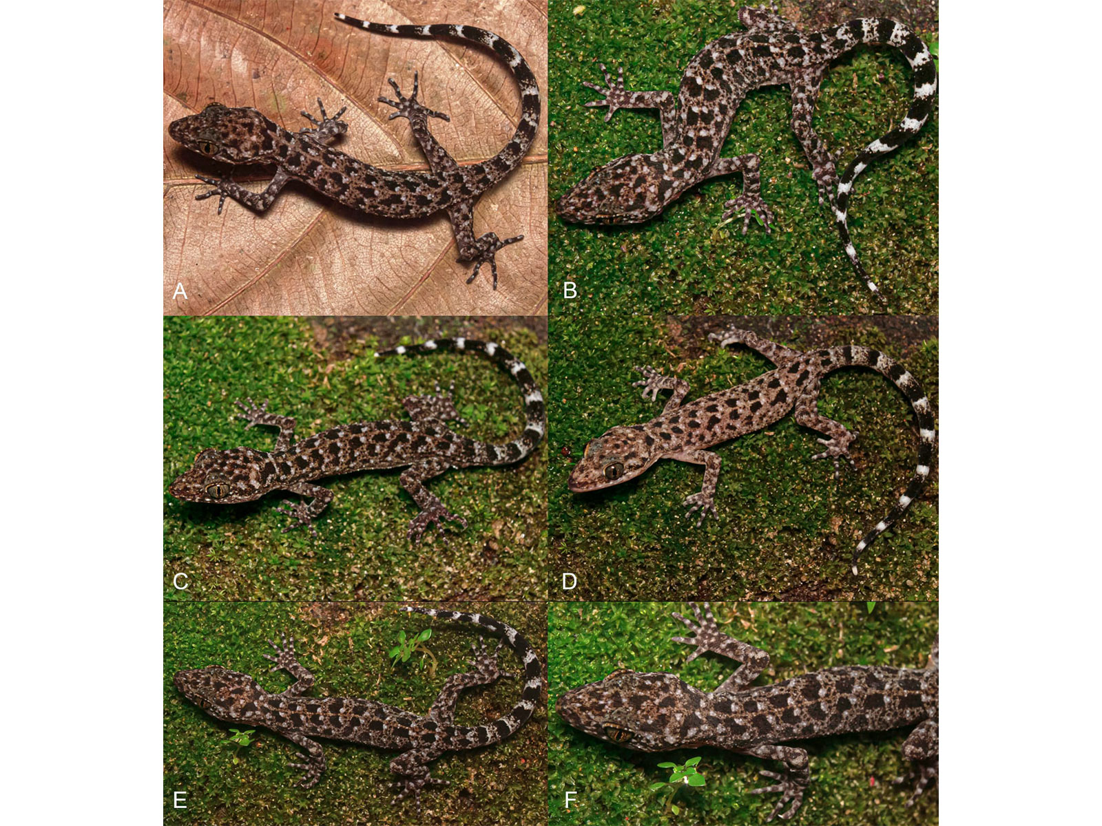 New Gecko species Cyrtodactylus Jayadityai (Photo/ANI)