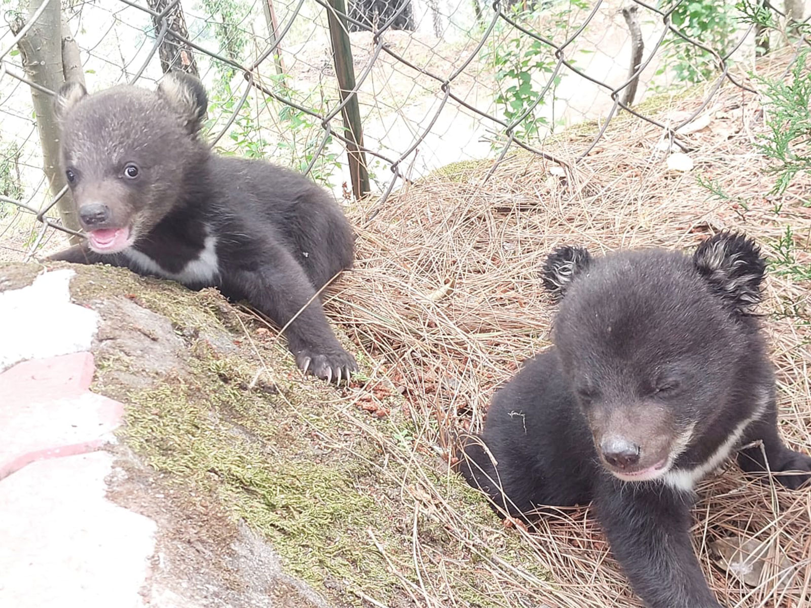Rescued Black Bear Cubs (Photo/Wildlife Wing of Forest Department HP)