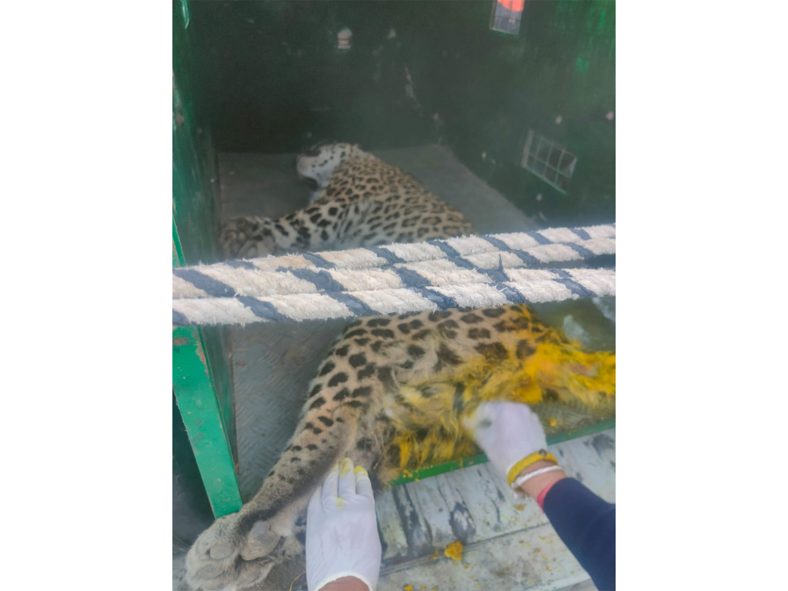 Rescued Leopard from snare in Solan (Photo/Wildlife Wing of Forest Department Himachal Pradesh)