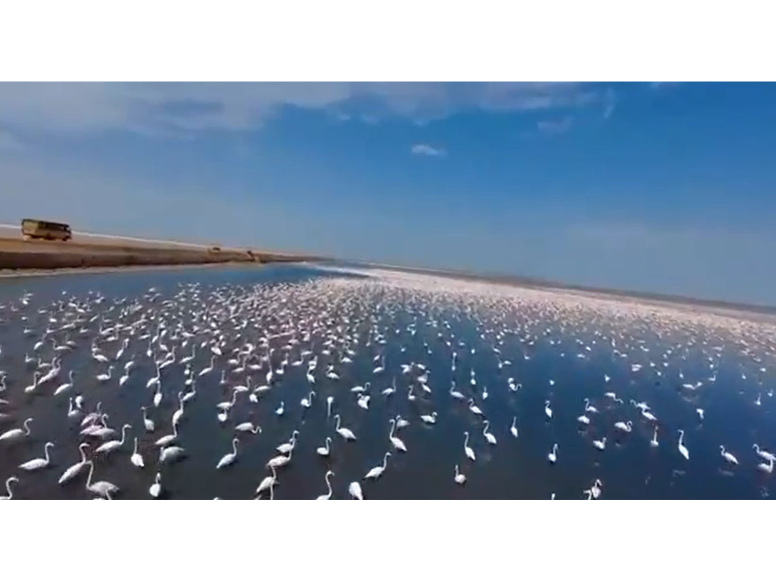 Drone visuals of a flamboyance of flamingos in Gujarat's Flamingo city (Photo credit Gujarat Dy CM/X @sanghaviharsh)